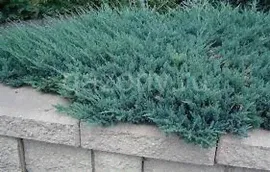 Можжевельник прибрежный Juniperus conferta "Blue Pacyfic" : C7,5, h=30-40>