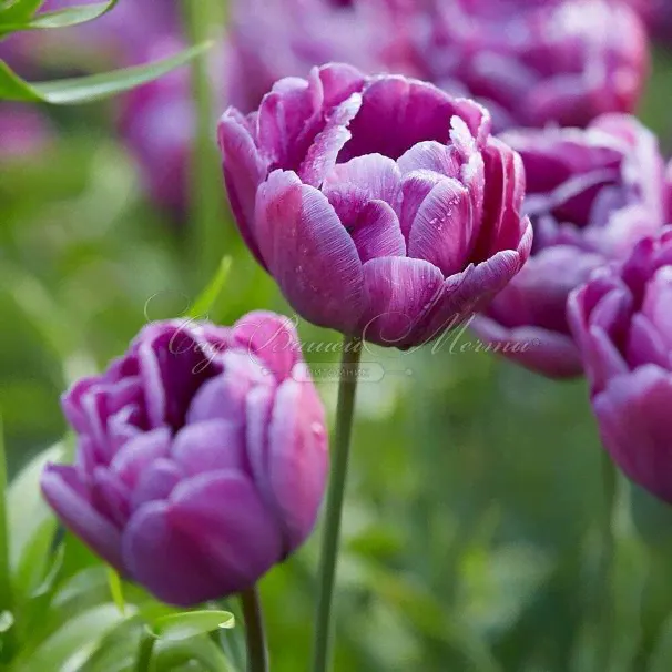 Тюльпан Блю Даймонд (Tulipa Blue Diamond)-3