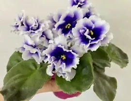 Фиалка Dn-Royal Blue