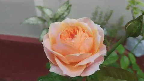 Vuvuzela Rose (France)