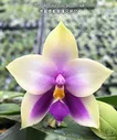 Phal. bellina var. blue × sib 2.5"
