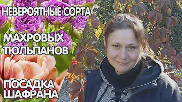 Посылка с луковичными от Флориум. Невероятные сорта махровых тюльпанов и посадка крокусов