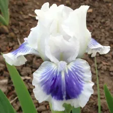 Ирис карликовый "Big Blue Eye" 1шт
