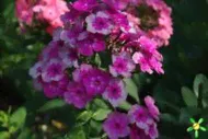 Флокс 'Мэджик Блю' / Phlox 'Magic Blue'