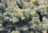Ель колючая Picea pungens Blue Pearl