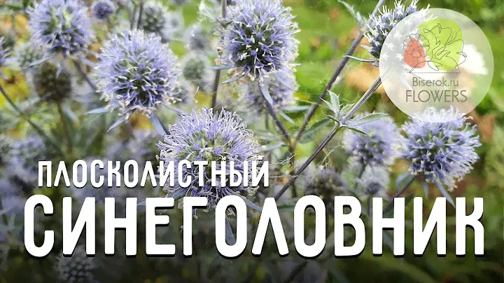 Синеголовник / Eryngium