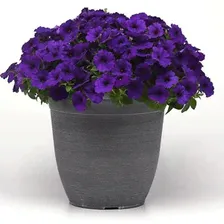 Петуния гибридная ампельная E3 Easy Wave Blue (драже)