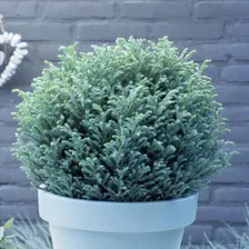 Chamaecyparis pisifera Blue Moon C2,5 20-25