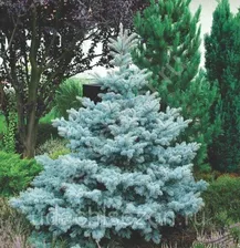 Ель колючая Super Blue (С3)
