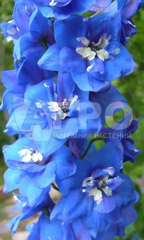 Дельфиниум Пацифик 'Blue Bird'