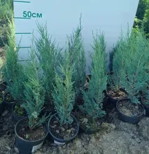 Можжевельник скальный (Juniperus scopulorum 'Blue Arrow' Н-5м,В-0,7м) 40см C2