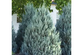 Можжевельник скальный Вичита Блю (Juniperus scopulorum Wichita Blue) С3