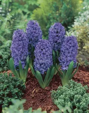 Гиацинт Блю Пёрл (Hyacinthus Blue Pearl)