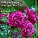 Саженцы розы флорибунда/Блю Эден, Blue Eden/многолетние цветы, кусты роз, клумбовая роза