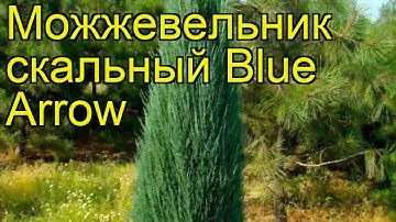 Можжевельник скальный Голубая стрела (Блю эрроу). Краткий обзор, описание характеристик