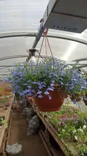 Лобелия Curacao Light Blue