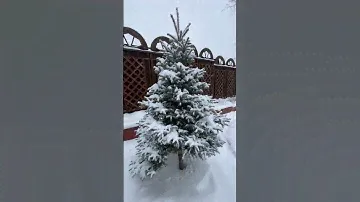 Picea pungens Blue Trinket💚🌲❄️💚31.12.2023.❄️🐲