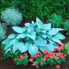 Саженцы Хоста Canadian Blue (Канадиан Блю) М