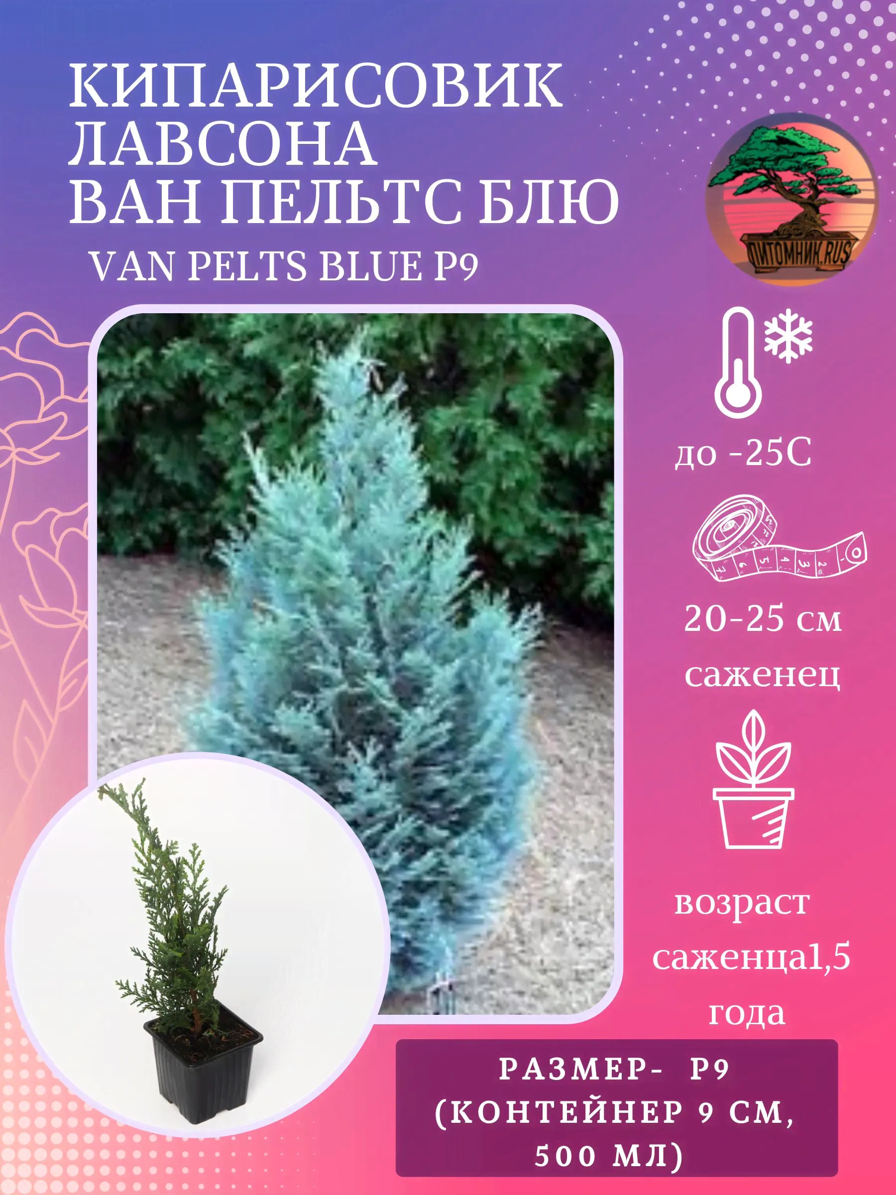 Кипарисовик Лавсона 'Van Pelt's Blue', Р9-0