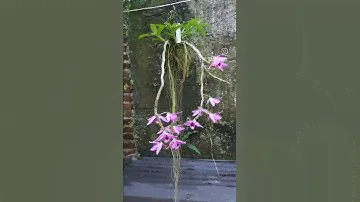 dendrobium nestor ..primary hybrid between den parishii x anosmum