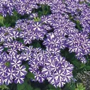 Вербена ампельная Star Dreams Blue Star