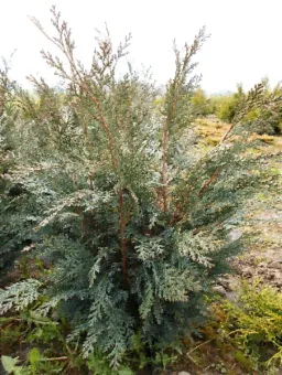Кипарисовик Лавсона Pelts Blue (P9, 20-25)-0
