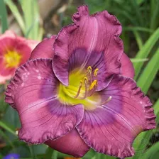 Лилейник Лавендер Блю Бэби (Hemerocallis Lavender Blue Baby)