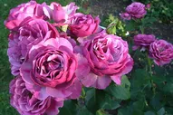 Роза флорибунда Вайлд Блю Йондер (Rosa Grandiflora Wild Blue Yonder) ОКС