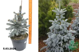 Ель колючая Блю Маунтин (Picea pungens Blue Mountain) С10