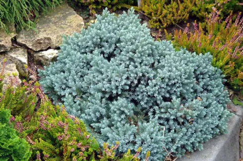 Можжевельник чешуйчатый Juniperus squamata "Blue Star" : C3, h=20-30>-0