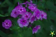 Флокс 'Мэджик Блю' / Phlox 'Magic Blue'