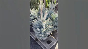 цвет токой воздушные голубой что на солнце аж белый:) ель Блю диамант:)