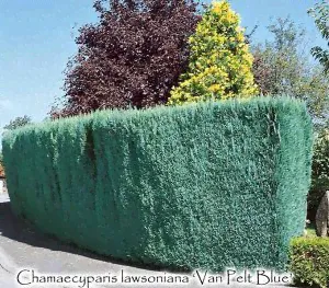 Кипарисовик Лавсона Pelt's Blue(Chamaecyparis lawsoniana Pelt's Blue)-2