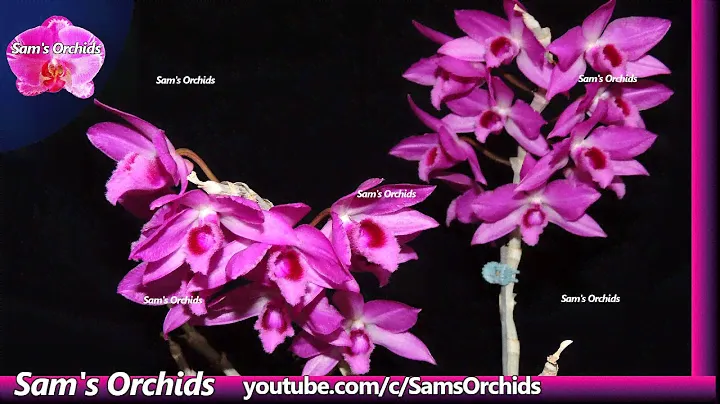 Dendrobium Nestor 'Red Dragon' (Den. anosmum x Den. parishii) orchid reblooming 2021