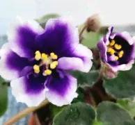 Dn-royal blue