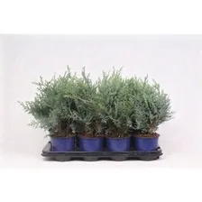 Кипарисовик Лавсона Pelt's Blue(Chamaecyparis lawsoniana Pelt's Blue)