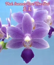 Phal. Summer Rose 'Blue Star' (B1/EF) Mericlone