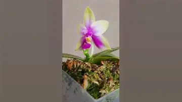 Phalaenopsis belina