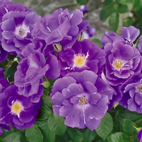 Рапсоди Блю (Rhapsody in Blue)