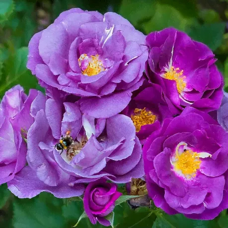 Роза шраб Рэпсоди ин Блю/ Rhapsody in Blue