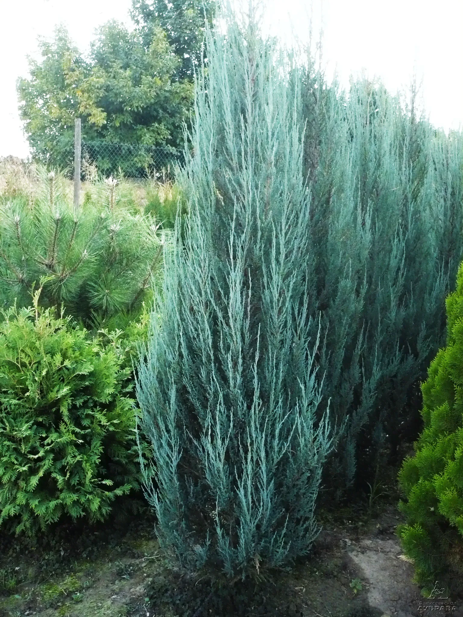 Можжевельник скальный Блю Эрроу(Juniperus scopulorum Blue Arrow C5 80-100)ш-0