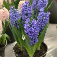 Гиацинт Blue Jacket (3 луковицы)
