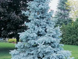 Ель колючая "Picea pungens Royal Blue "