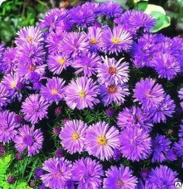 Астра кустарниковая Леди ин Блю (Aster Lady in Blue) 3л-0