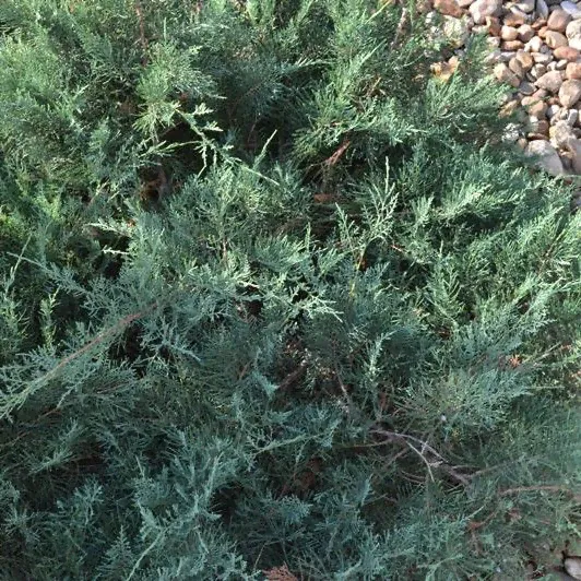 Можжевельник виргинский 'Blue Cloud' - Juniperus virginiana 'Blue Cloud'-0