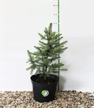 Ель колючая "Супер Блю Сидлинг" (Picea pungens 'Super Blue Seedling') С12