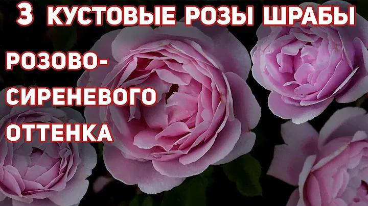 Кустовые РОЗЫ Дитер Мюллер, Блю Бой, Рапсодия ин Блю  - сиреневого оттенка! Привлекут внимание.