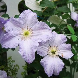 Clematis Blue Angel Клематис Блю Ангел