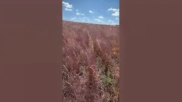 Little Bluestem dominated prairie swaying in the breeze - October in central Minnesota