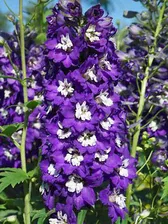Дельфиниум Дарк Блю виз Уайт Би (Delphina Dark Blue White Bee) в горшке d-14 см Летний фестиваль